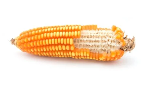Grain corn closeup on a white background Stock Photos