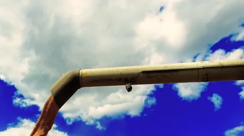 Grain corn unloading from harvester combine auger HD video. Corn falling sky Stock Footage 67487951
