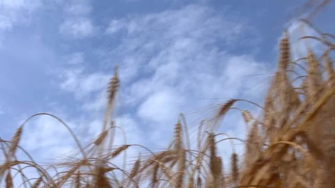 Grain crops on field against blue sky. View below of grains crop on field Video stock 220593567