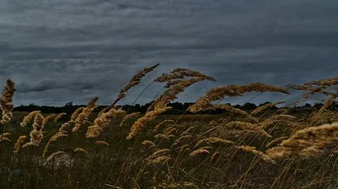 Grain in a dark thunderstorm Stock Photos