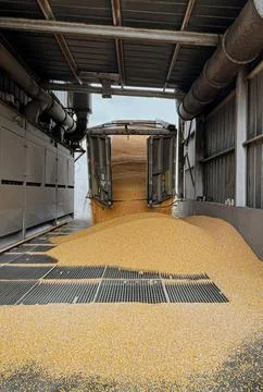 Grain delivery under blockade. Corn grain is poured from a truck into a silo. Stock Photos