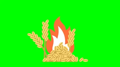 Grain destroyed by fire. Fire in the field. Wheat grain, ears of corn in flames Stock Footage 283760977