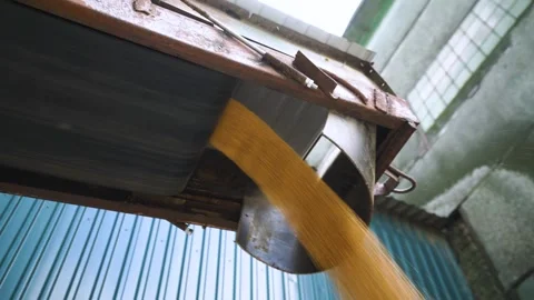 Grain Discharge Functionality from an Industrial Conveyor System for Efficient Stock Footage 310557784
