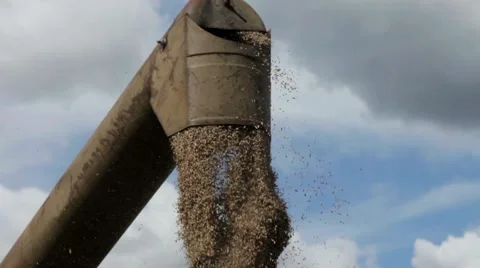 Grain dropped by the combine Stock Footage 66481224