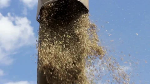 Grain dropped by the combine Stock Footage 66481541
