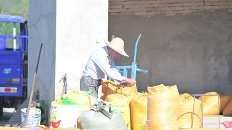 Grain drying and gathering Video stock 347332111