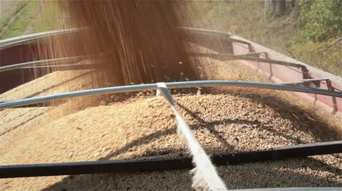 Grain Dumping Stock Footage 43112418