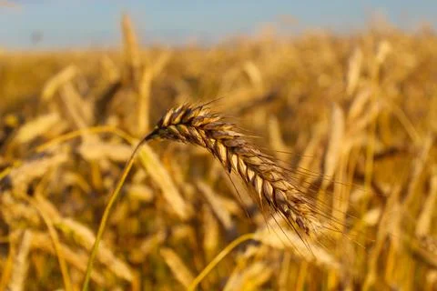 Grain ear of barley Stock Photos