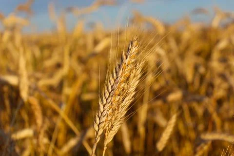 Grain ear of barley Stock Photos