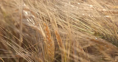 Grain ears ripen in the field in the rays of the rising sun Stock Footage 220506499