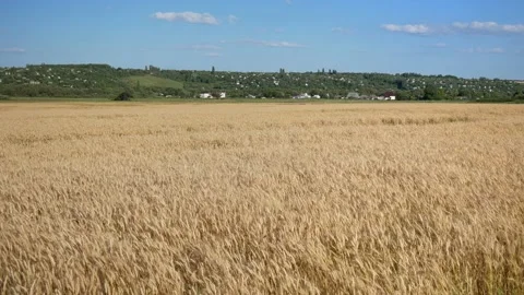 Grain ears sway in the wind in the field Stock Footage 149275241
