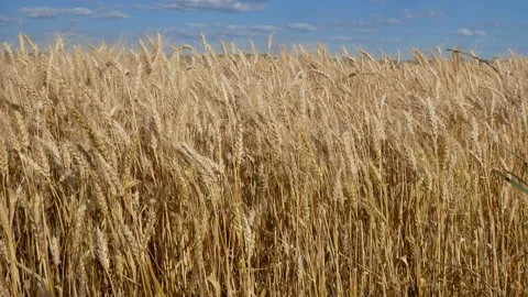 Grain ears sway in the wind in the field Stock Footage 149275420
