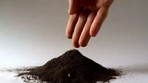 Grain in the earth Stock Footage 73631837