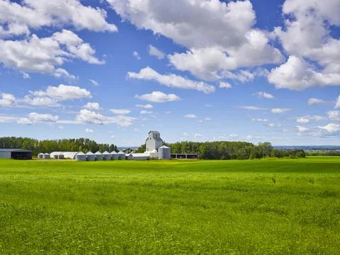 Grain elevator and a row of grain storage bins in a green, grassy field of hay w Foto stock