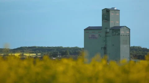 Grain elevator with canola field Stock Footage 67640936