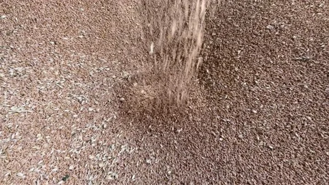 Grain on the elevator. Stock Footage 202049019