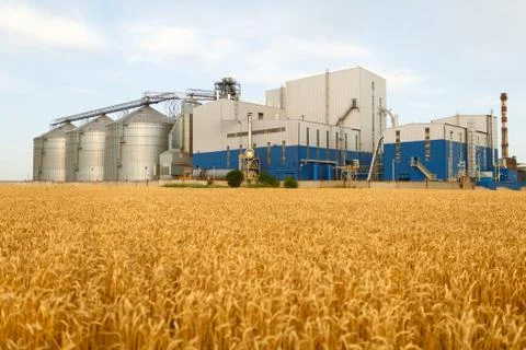 Grain elevator in front of wheat field. Flour or oil mill plant. Silos near Stock Photos
