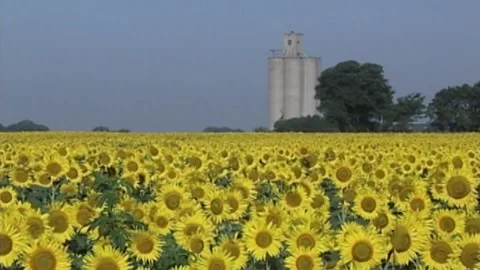 Grain Elevator &amp; Large Sunflower field Stock Footage 194009345