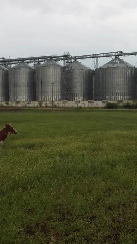 Grain elevator. Metal grain silo in agricultural zone. Agriculture storage for Video stock 255199742