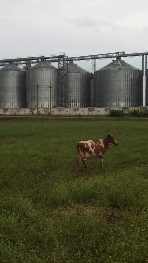 Grain elevator. Metal grain silo in agricultural zone. Agriculture storage for Video stock 255275892