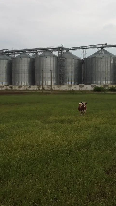 Grain elevator. Metal grain silo in agricultural zone. Agriculture storage for Video stock 255366946