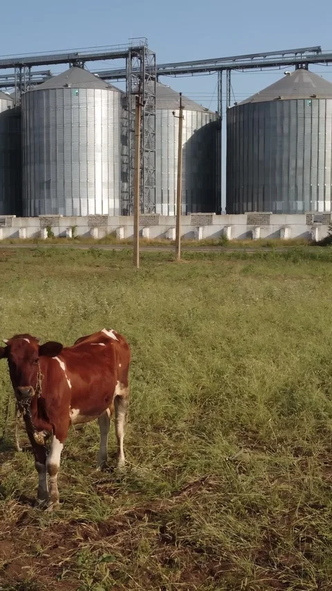 Grain elevator. Metal grain silo in agricultural zone. Agriculture storage for Stock Footage 260114618