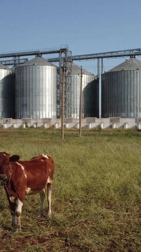Grain elevator. Metal grain silo in agricultural zone. Agriculture storage for Stock Footage 263702019