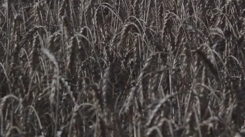 Grain Elevator Pan Up - Wheat Harvest Stock Footage 65026139