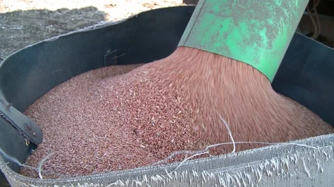 The grain falls into the bucket Stock Footage 93664941
