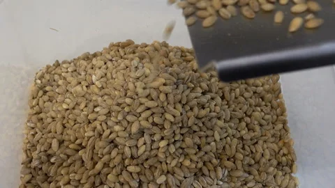 Grain falls from the conveyor to the surface. Stock Footage 129910100