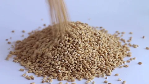 Grain falls white background Video stock 74248772