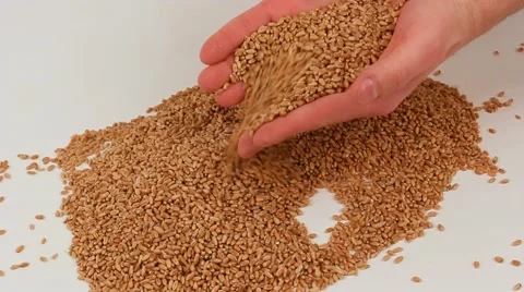 Grain in farmer's hands Stock Footage 61821927