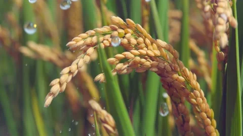 Grain farming Stock Footage 238688760