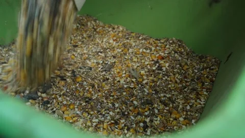 A grain feed mixture is poured into the chicken feeder and the chickens flock to Stock Footage 306065886