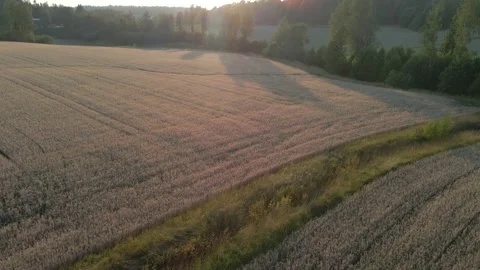 Grain Field Aerial Sunset Stock Footage 248296480