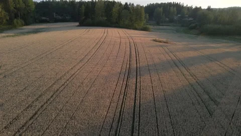 Grain Field Aerial Sunset Stock Footage 248296485