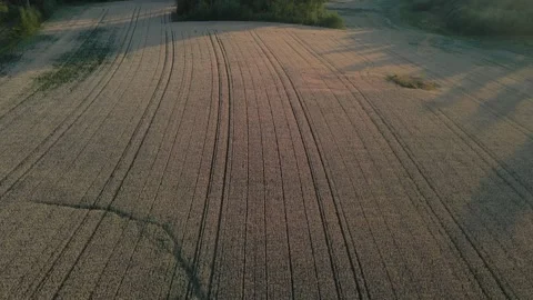 Grain Field Aerial Sunset Stock Footage 248296514