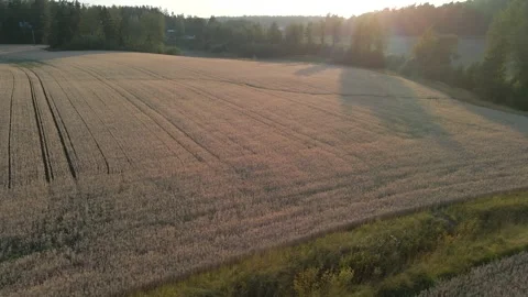 Grain Field Aerial Sunset Stock Footage 248296524