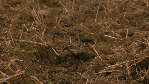 Grain field after disc harrowing Stock-Footage 95392346