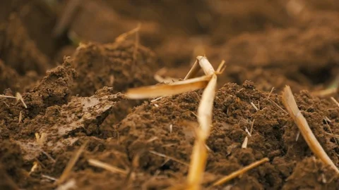 Grain field after disc harrowing Stock Footage 95392858
