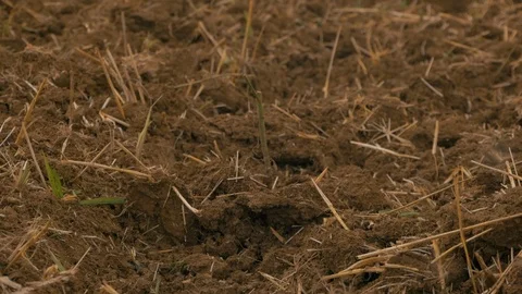 Grain field after disc harrowing Stock-Footage 95392862