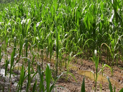 Grain field with artificial rain Stock Footage 78424179