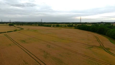 Grain field beneath dramatic cloudy sunset sky. Mature wheat or barley crop Stockbeeldmateriaal 338069181
