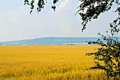 Grain field with birch Stock Photos