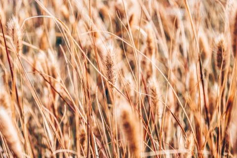 Grain field in close-up in summer. Close-up Stock Photos