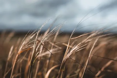 Grain in a field with cloudy sky Stock Photos