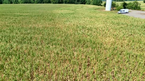 Grain field corn photographed differently in Germany Stock Footage 204138195