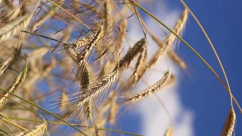Grain field, ears of grain close-up Stock Footage 278789593