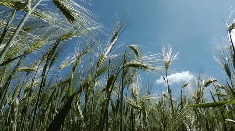 Grain field Stock Footage 6530289
