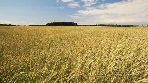 Grain field Stock Footage
